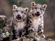 Snow-Leopard_cubs